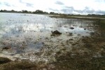 Santa Rosa Plateau Vernal Pool. Click to enlarge. Visit this large vernal pool on your Santa Rosa Plateau hike.