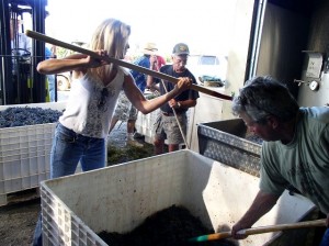 Pitching in for grape harvest at Indian Peak.