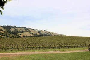 Vineyard landscapes are breathtaking