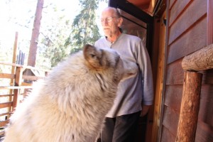 Frank Wendland, founder of the Wolf Sanctuary steps out of his office to greet his chosen ambassador wolf.